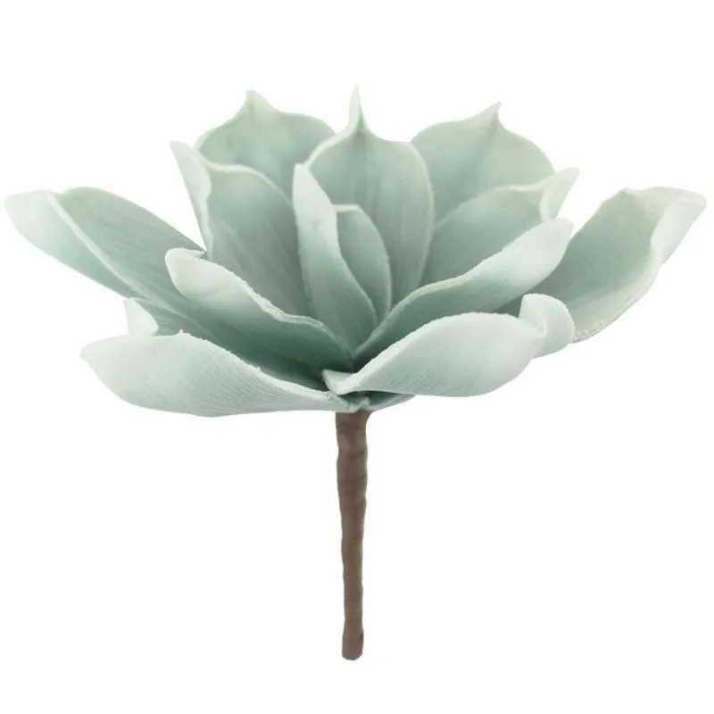 Green Cape Aloe Succulent - 18cm x 8cm