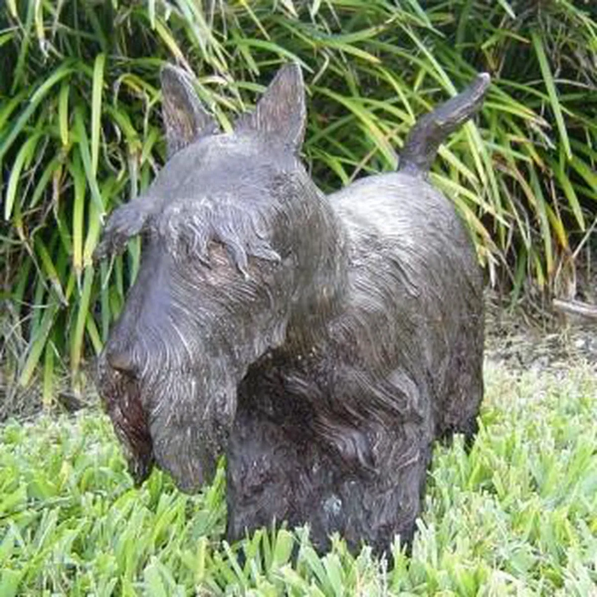 Scottish Terrier Dog