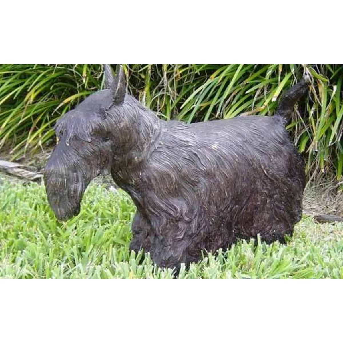 Scottish Terrier Dog